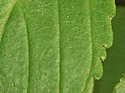 [photo of leaf]