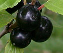 [photo of fruit]