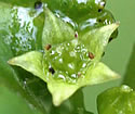 [photo of flowers]