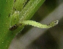 [photo of stipules]