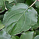 [photo of Common Buckthorn]