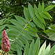 [photo of Staghorn Sumac]