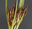 [close-up of spikelets just past flowering]