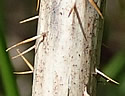[photo of lower stem with prickles]