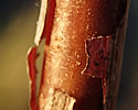 [photo of stem with peeling bark]
