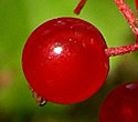 [photo of fruit]