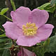 [photo of Prickly Wild Rose]