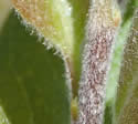 [photo of hairy twig and early leaves]