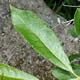 [photo of Pussy Willow]