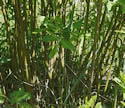 [photo of lower stems, var. humilis]