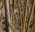 [photo of lower stems]