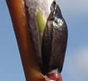 [photo of red-brown twig and blackish bud scales]