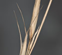 [photo of mature spikelets with spreading awns]