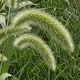[photo of Giant Foxtail]
