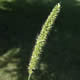 [photo of Bristly Foxtail]