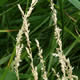[photo of Slender Wedgegrass]