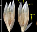 [photo of mature spikelet]