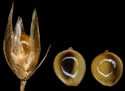 [photo of mature spikelet and grains]