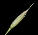 [photo of branch with immature spikelets]