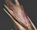 [photo of a branch of a panicle enclosed in a sheath]