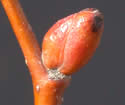 [photo of twig, bud and leaf scar]