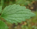 [photo of mid-stem leaves]