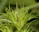 [photo of bracts]