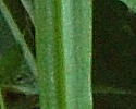 [photo of leaves and stems]