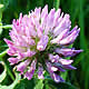 [photo of Red Clover]