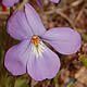 [photo of Birdfoot Violet]