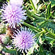 [photo of Canada Thistle]