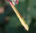 [photo of developing fruit]