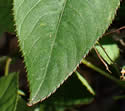 [photo of leaves]