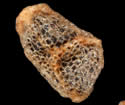 [photo of seeds]