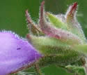 [photo of calyx and glandular hairs]