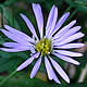 [photo of Crooked Aster]