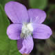 [photo of Great Lakes Violet]
