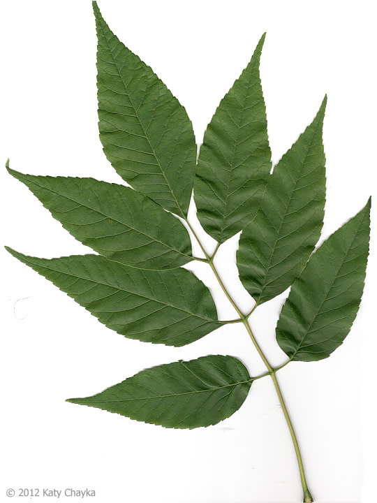 Ash Leaves Ash Leaves