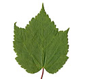 [photo of leaves]