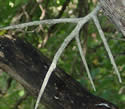 [photo of trunk with compound thorns]