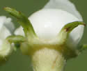 [photo of sepals, hypanthium and flower stalk]