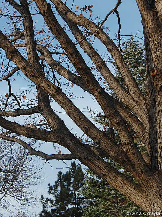 Quercus bicolor (Swamp White Oak) Minnesota Wildflowers
