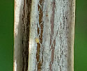 [photo of winged stem and older reddish stem]