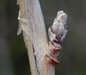 [photo of upper stem with flaking bark]