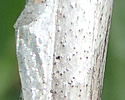[photo of stem with peeling outer bark]