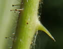 [photo of leaf stalk]