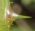[photo of stem prickles and glandular hairs]