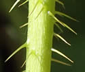 [photo of stem prickles]