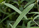 [photo of stem leaves]