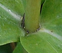 [photo of leaves]